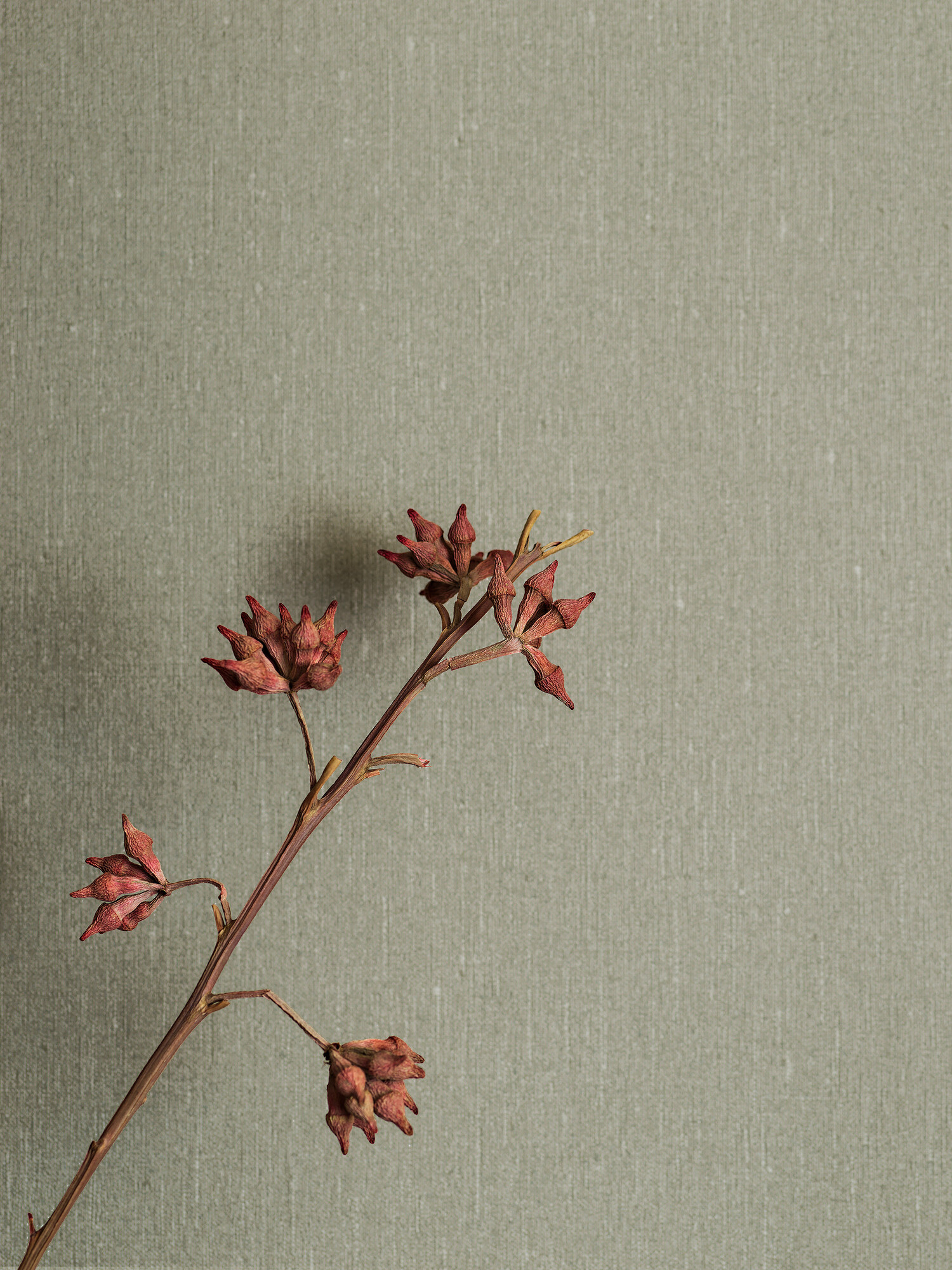 SOFT OLIVE - Imagen 2